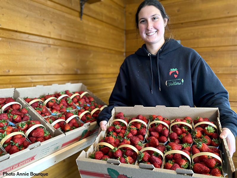 Des fraises de serre cultivées à Sorel-Tracy enfin disponibles - SorelTracy  Magazine